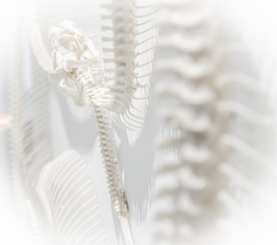 spine injury lawyer